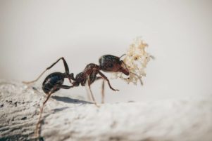 fourmis désinsectisation