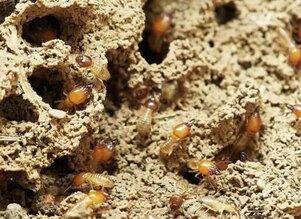 termites insectes